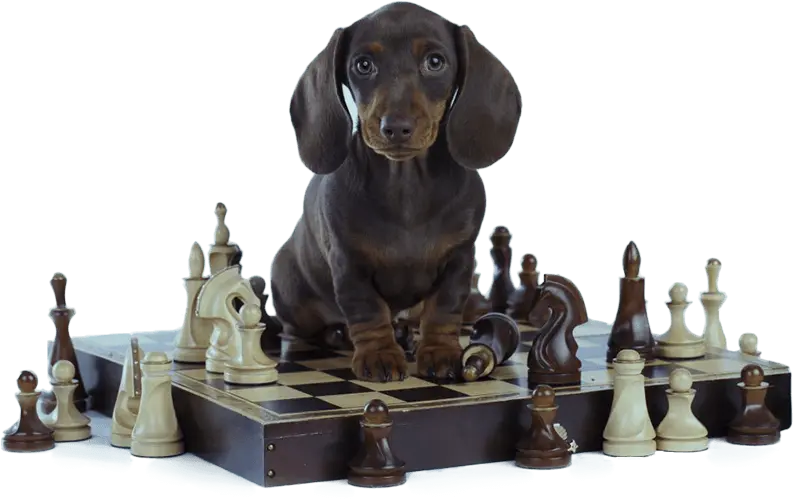 Brain Training for Dogs Introduction